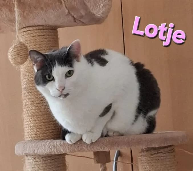Lotje, female Mixed Breed for adoption at Katimo, Venlo