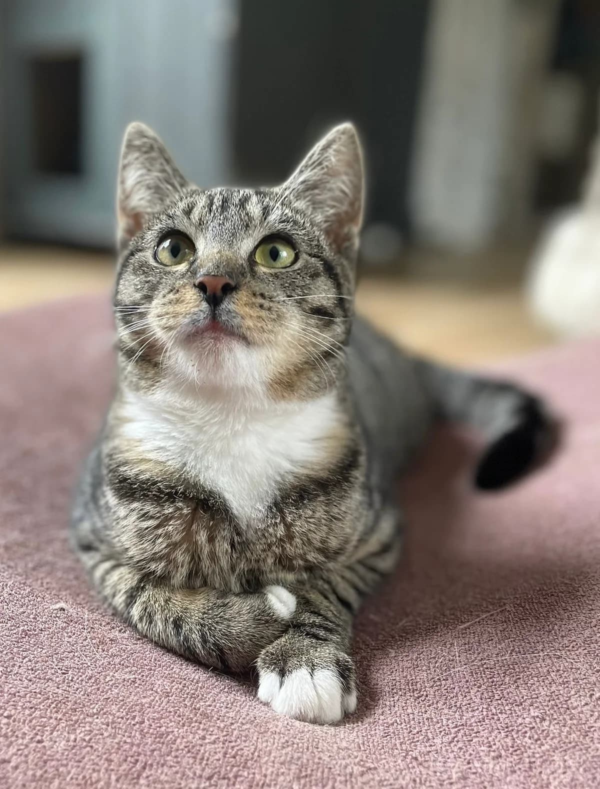 Irene, female Mixed Breed for adoption at Katshuisch
