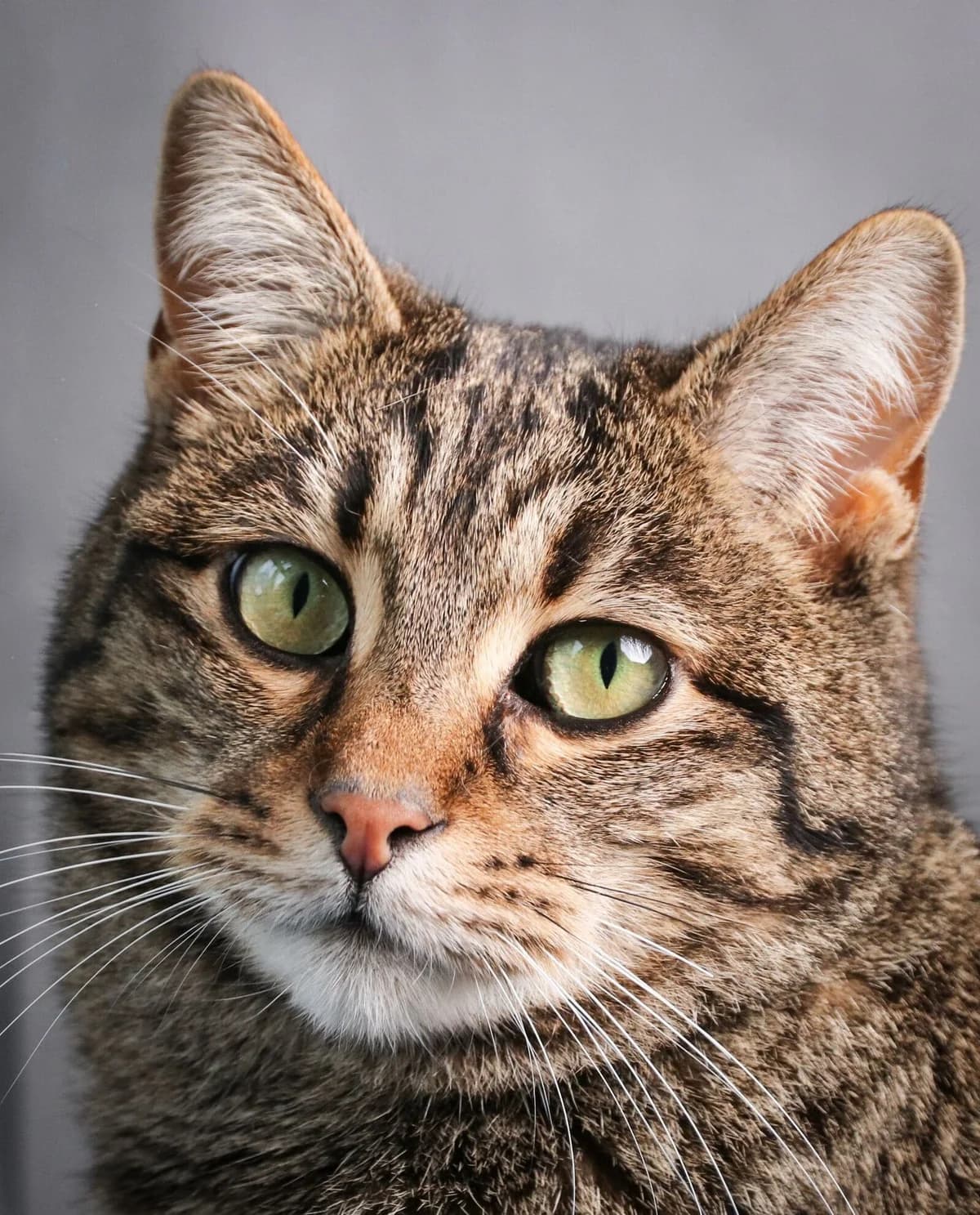 Fiona, female 6yo Mixed Breed for adoption at Katshuisch