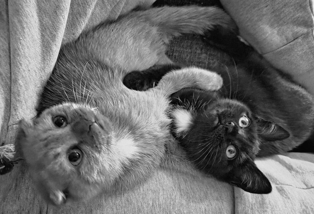 Merel en Marion, female puppy Mixed Breed for adoption at Katshuisch