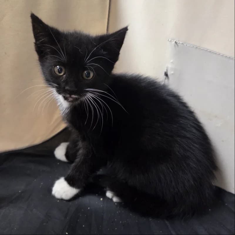 Stormy, male Mixed Breed for adoption at Stichting Kittenopvang Kitten&Co
