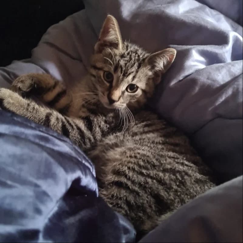 Fire, male Mixed Breed for adoption at Stichting Kittenopvang Kitten&Co