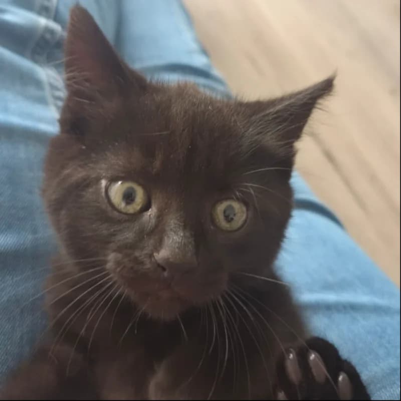Houdini, male Mixed Breed for adoption at Stichting Kittenopvang Kitten&Co