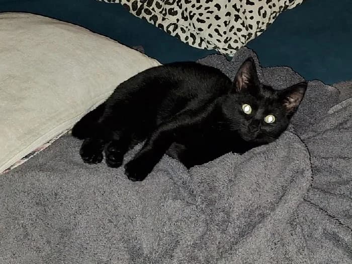 Avia, female European Shorthair for adoption at Kittenopvang Moederloos