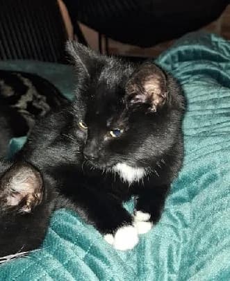 Azia, female young European Shorthair for adoption at Kittenopvang Moederloos