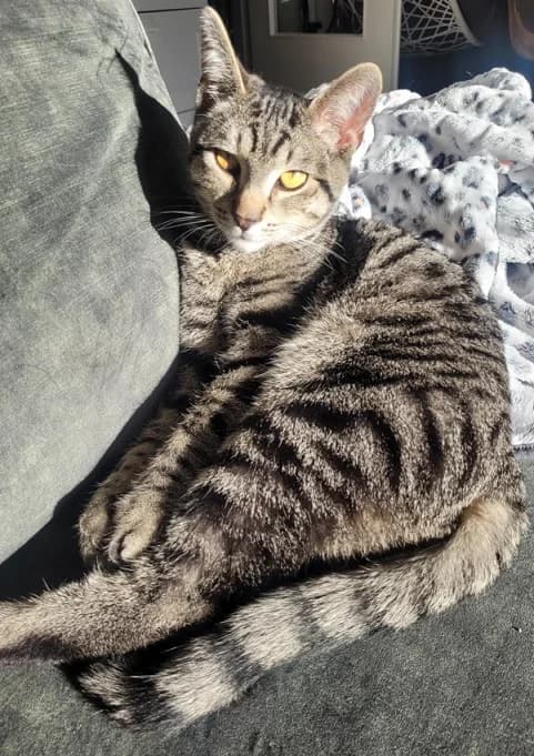 Ben, male young European Shorthair for adoption at Kittenopvang Moederloos