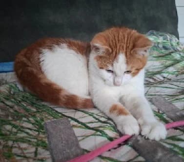 Billi, male European Shorthair for adoption at Kittenopvang Moederloos