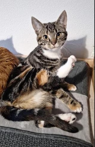 Bowie, female young European Shorthair for adoption at Kittenopvang Moederloos