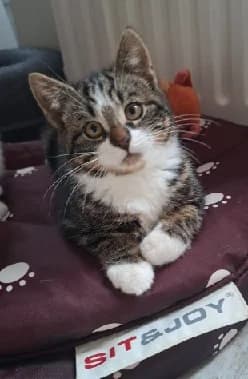 Callen, male European Shorthair for adoption at Kittenopvang Moederloos