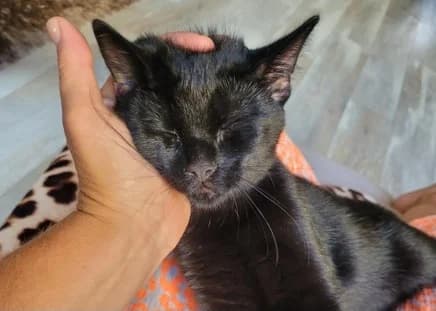 Chaz, male young European Shorthair for adoption at Kittenopvang Moederloos