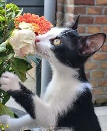 Flavi, male puppy European Shorthair for adoption at Kittenopvang Moederloos