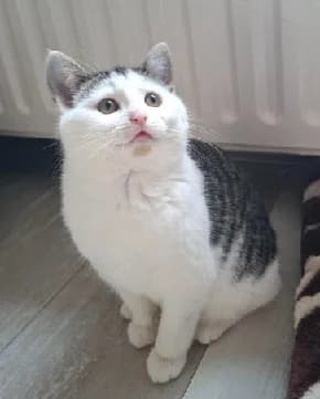 Hetty, female young European Shorthair for adoption at Kittenopvang Moederloos