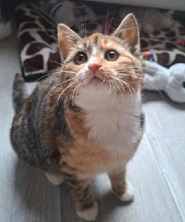 Kalia, female young European Shorthair for adoption at Kittenopvang Moederloos