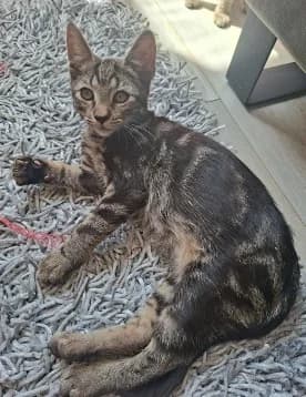 Kanji, male European Shorthair for adoption at Kittenopvang Moederloos