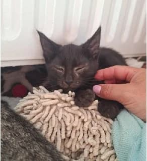 Kanoa, male European Shorthair for adoption at Kittenopvang Moederloos