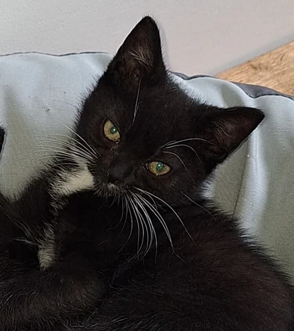Kaya, female young European Shorthair for adoption at Kittenopvang Moederloos
