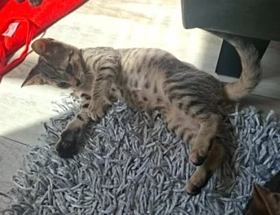 Kimo, male European Shorthair for adoption at Kittenopvang Moederloos