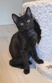 Koda, male European Shorthair for adoption at Kittenopvang Moederloos