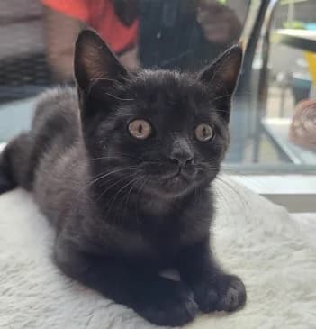 Nova, female young mixed breed for adoption at Kittenopvang Moederloos