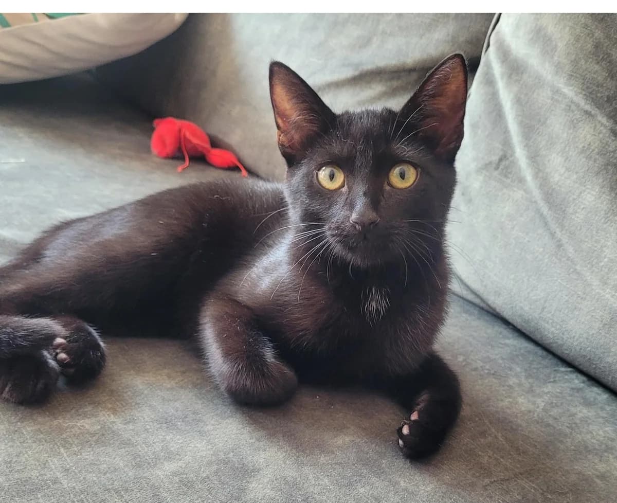 Olana, female young European Shorthair for adoption at Kittenopvang Moederloos