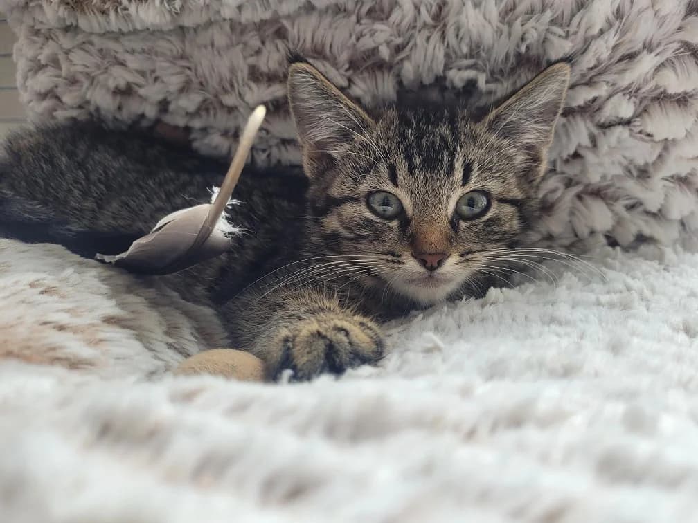 Ravi, male young European Shorthair for adoption at Kittenopvang Moederloos