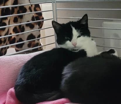 Sage, female young European Shorthair for adoption at Kittenopvang Moederloos