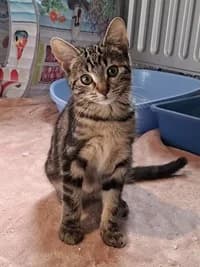 Sizu, female European Shorthair for adoption at Kittenopvang Moederloos
