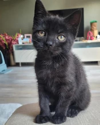 Tom, blauw male young mixed breed for adoption at Kittenopvang Moederloos