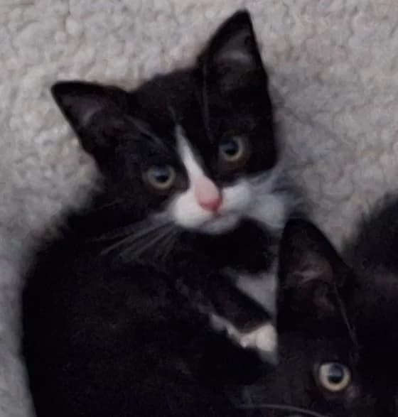 Yuka, female young European Shorthair for adoption at Kittenopvang Moederloos