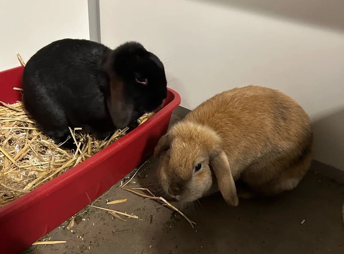 Teddie & Sammie, female Mixed Breed for adoption at Konijnenopvang Hazel, Netherlands