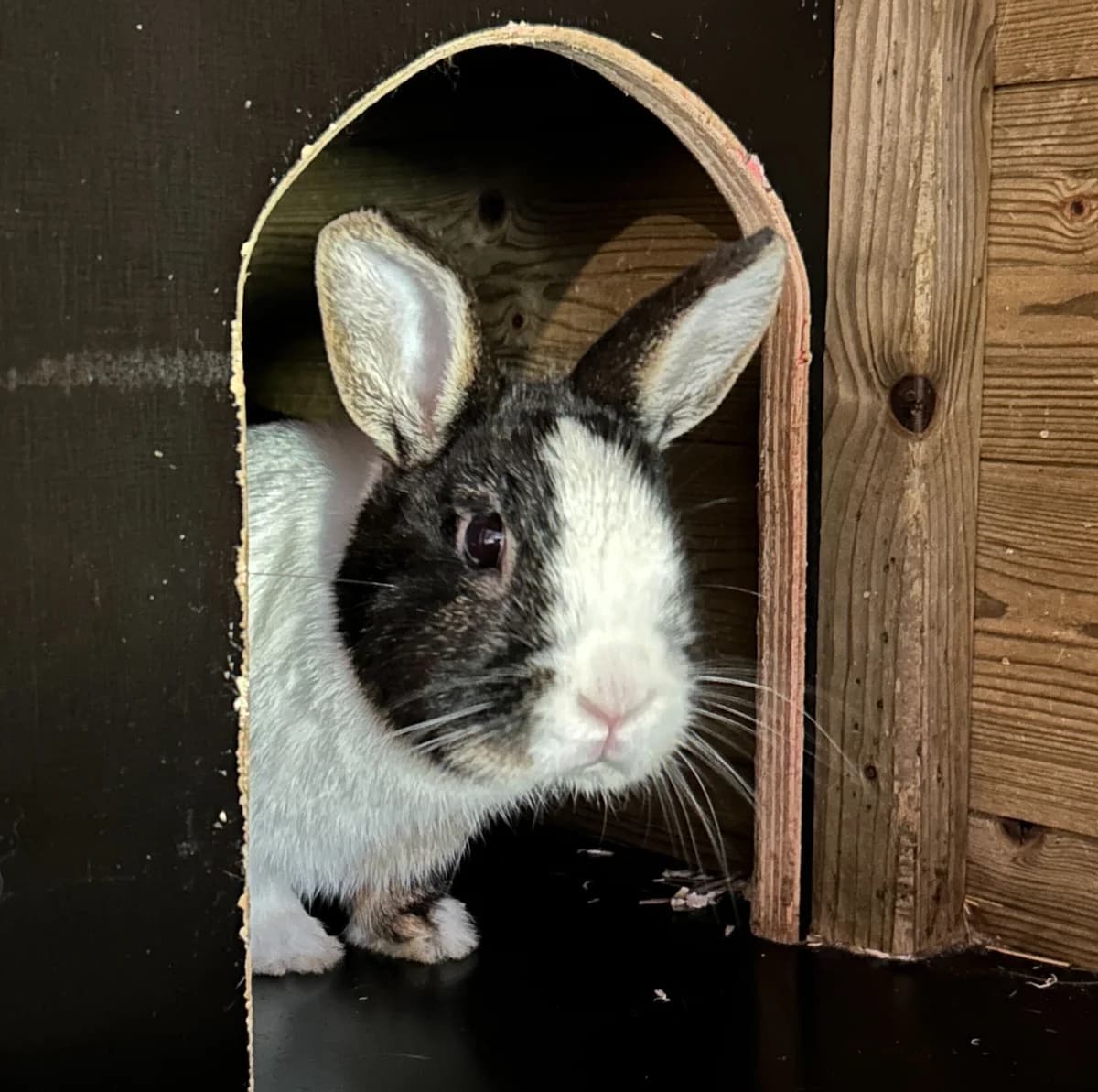 Phineas, male Mixed Breed for adoption at Konijnenopvang Hazel, Netherlands