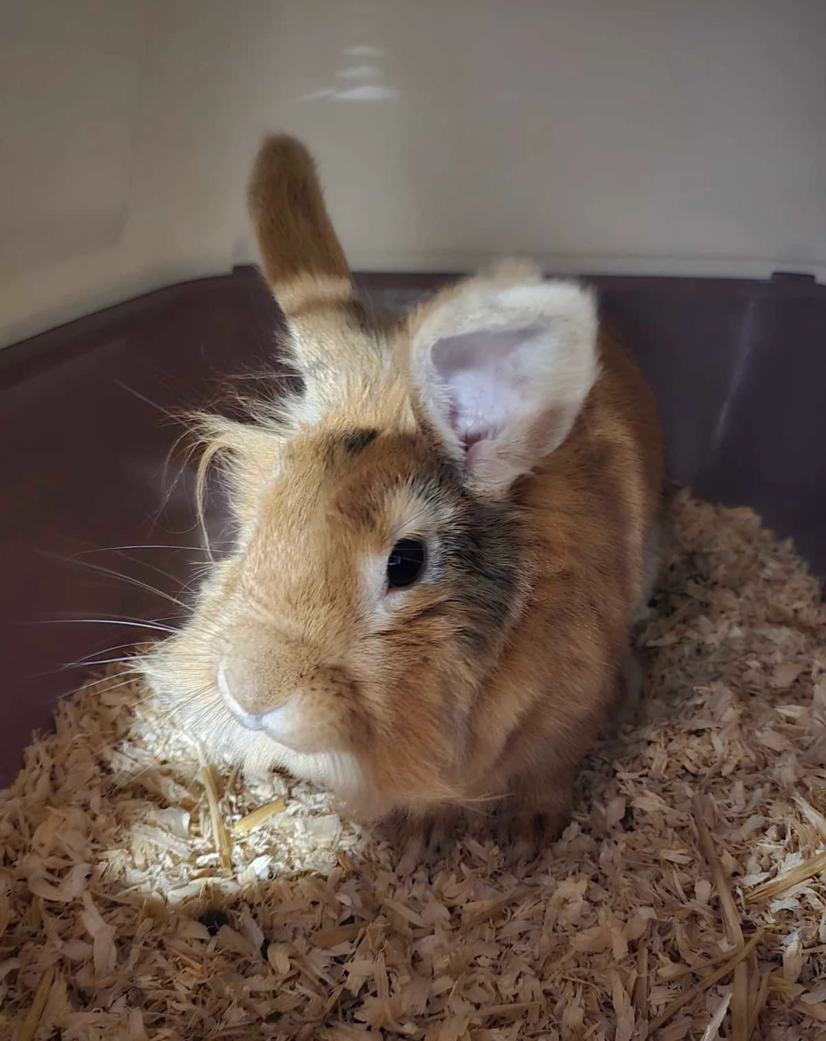 Diva, female 5yo Mixed Breed for adoption at Konijnenopvang Hazel, Netherlands