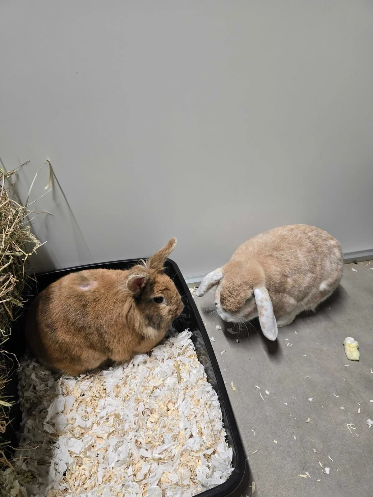 Shaggy & Pluisje, 5yo Mixed Breed for adoption at Konijnenopvang Hazel, Netherlands