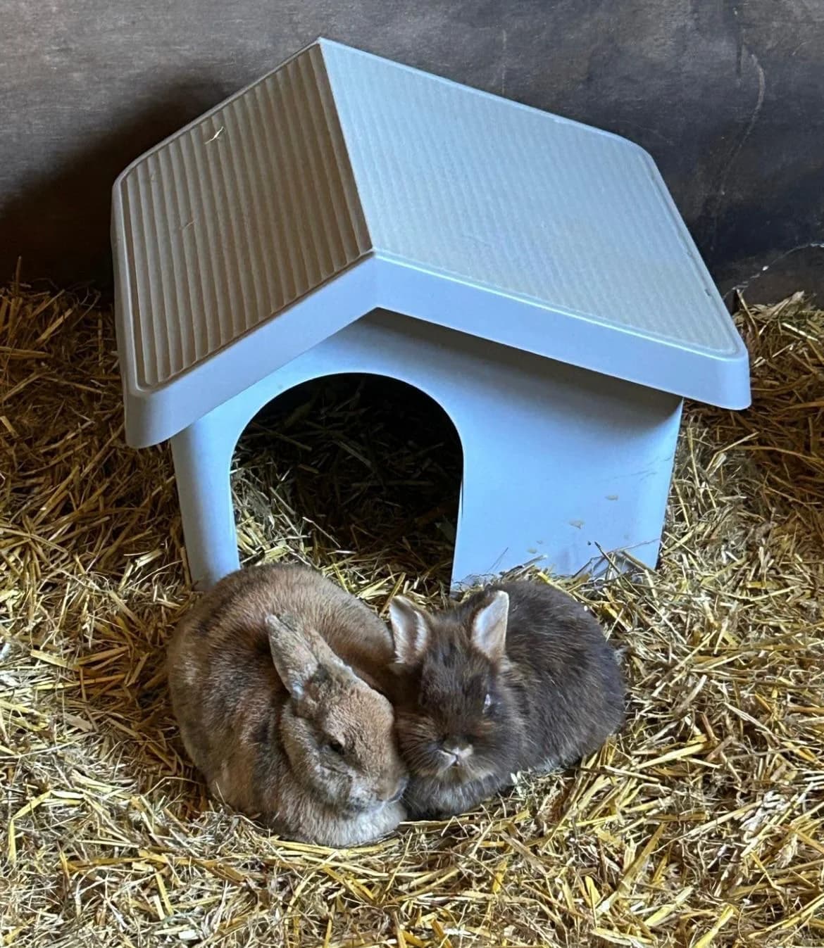 Mexi & Coco, female young Mixed Breed for adoption at Konijnenopvang Hazel, Netherlands