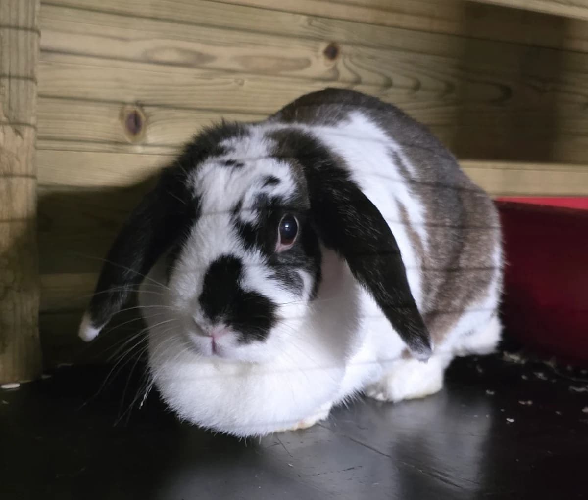 Lilly, female 6yo Mixed Breed for adoption at Konijnenopvang Hazel, Netherlands