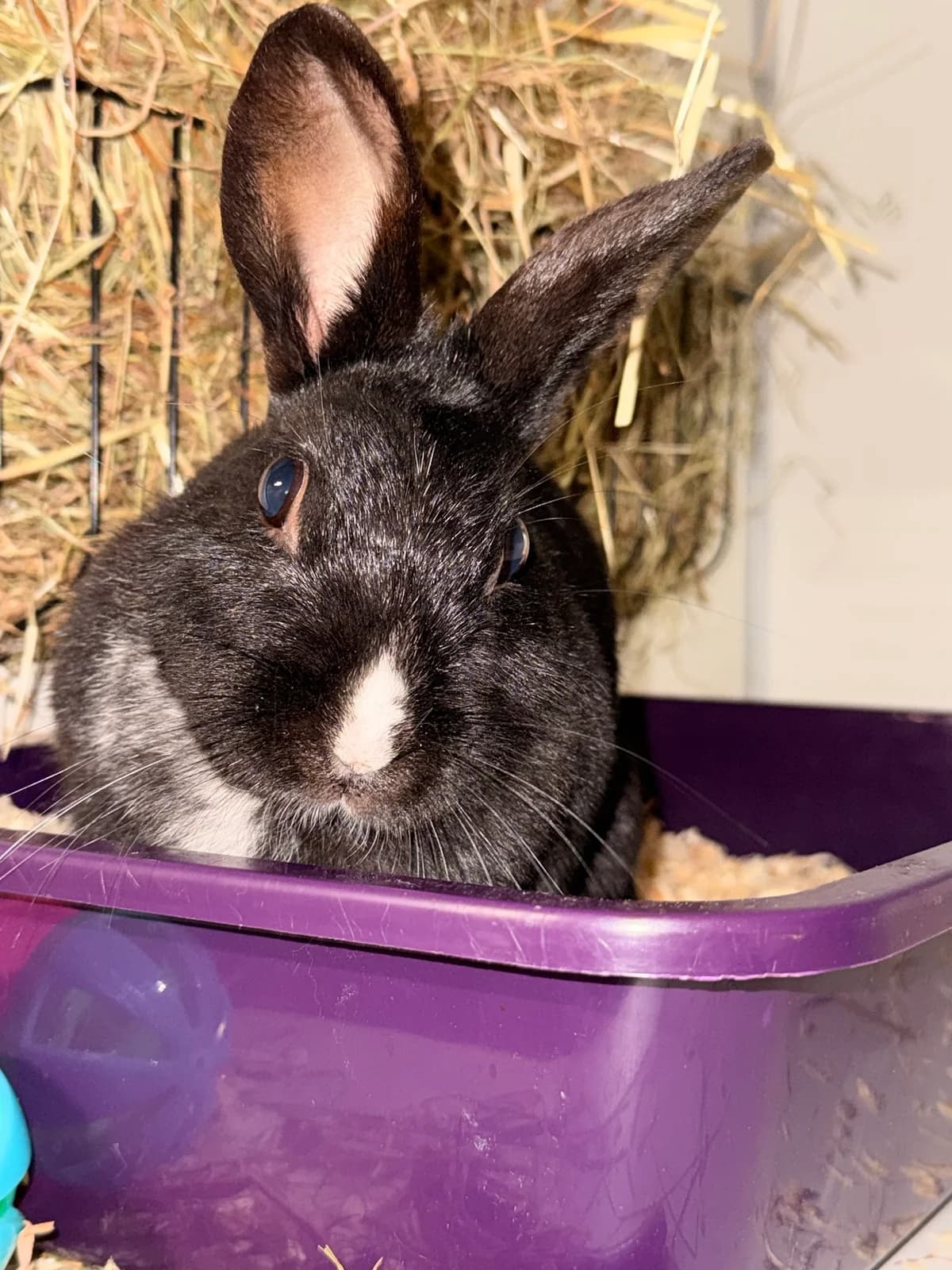 Pien, female 4yo Mixed Breed for adoption at Konijnenopvang Hazel, Netherlands