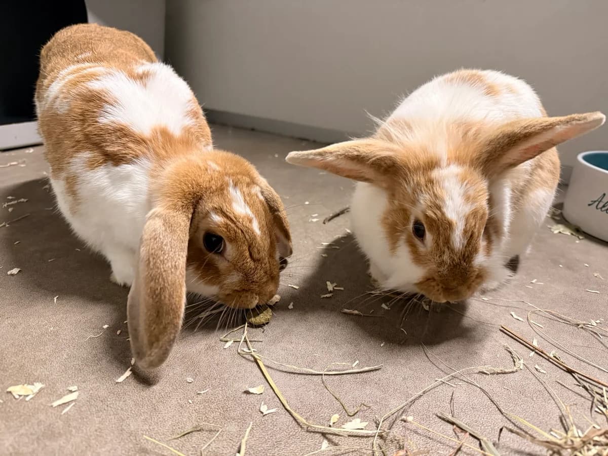 Simba & Vlekkie, female Mixed Breed for adoption at Konijnenopvang Hazel, Netherlands