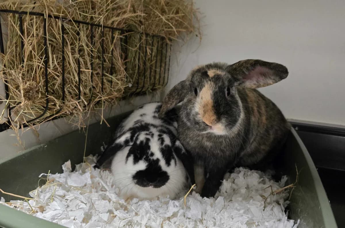 Lily & Max, young Mixed Breed for adoption at Konijnenopvang Hazel, Netherlands
