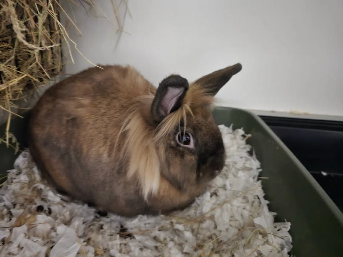 Peanut, male 5yo Mixed Breed for adoption at Konijnenopvang Hazel, Netherlands