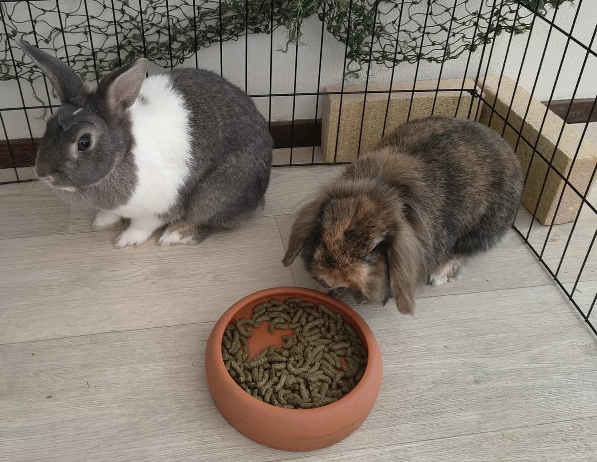 Momo & Oreo, female 3yo Mixed Breed for adoption at Konijnenopvang Hazel, Netherlands