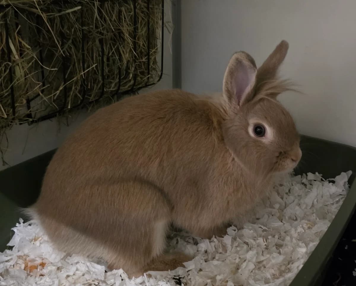 Moppie, female young Mixed Breed for adoption at Konijnenopvang Hazel, Netherlands