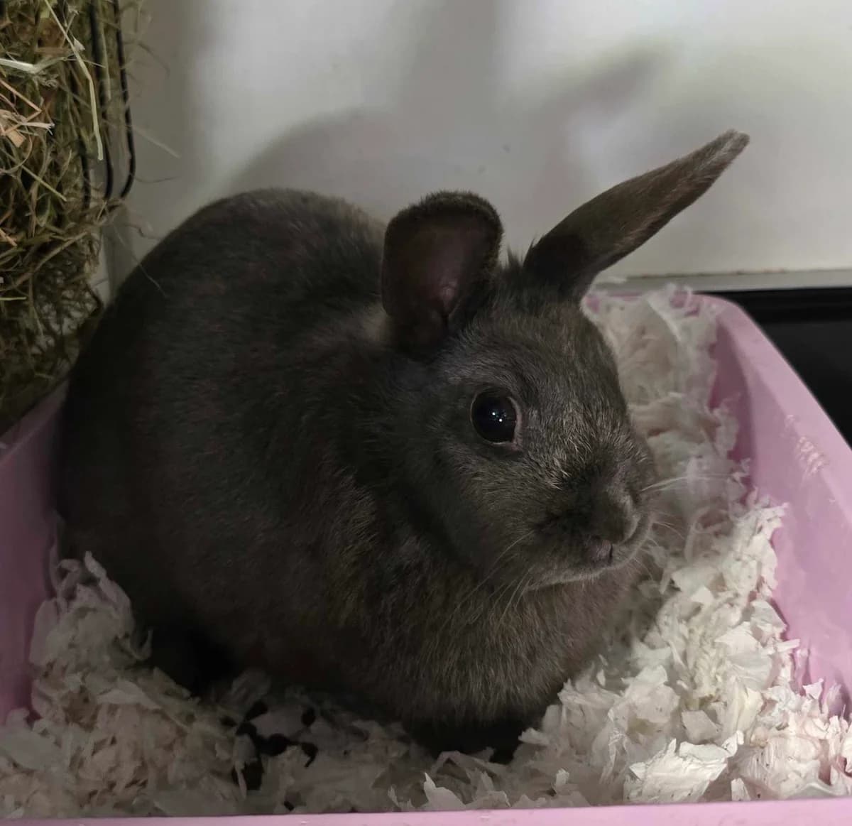 Fien, female 3yo Mixed Breed for adoption at Konijnenopvang Hazel, Netherlands
