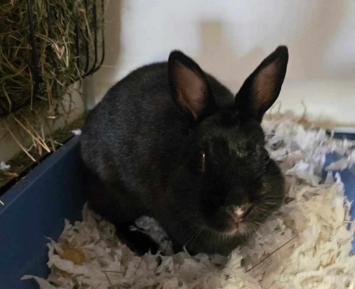 Babbel, female senior Mixed Breed for adoption at Konijnenopvang Hazel, Netherlands