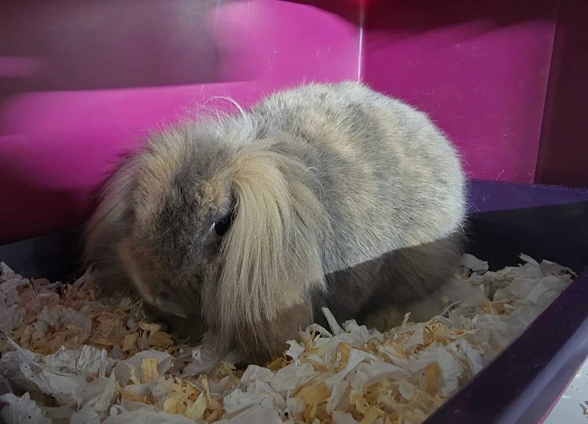 Woezel, male 6yo Mixed Breed for adoption at Konijnenopvang Hazel, Netherlands