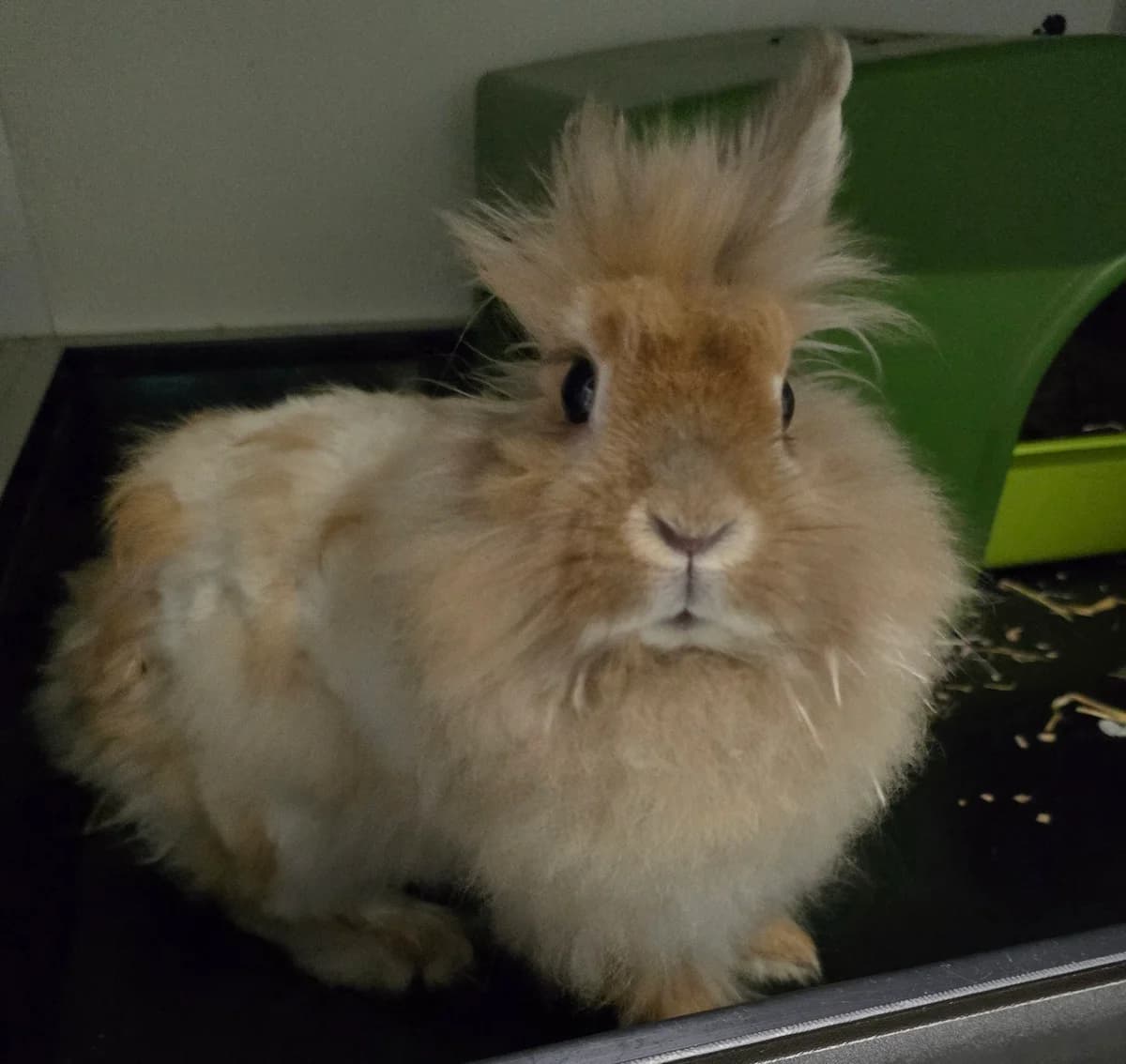 Soof, female 4yo Mixed Breed for adoption at Konijnenopvang Hazel, Netherlands