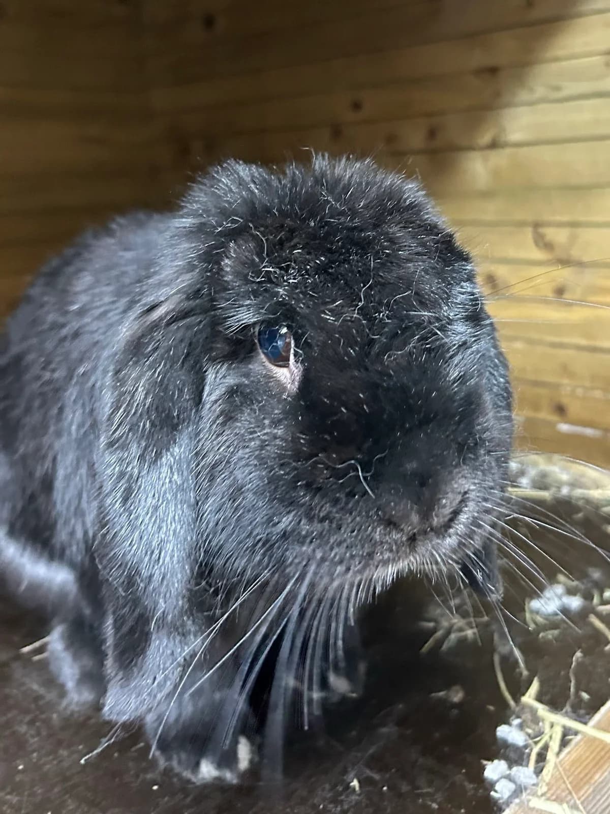 Dropje, male Mixed Breed for adoption at Konijnenopvang Hazel, Netherlands