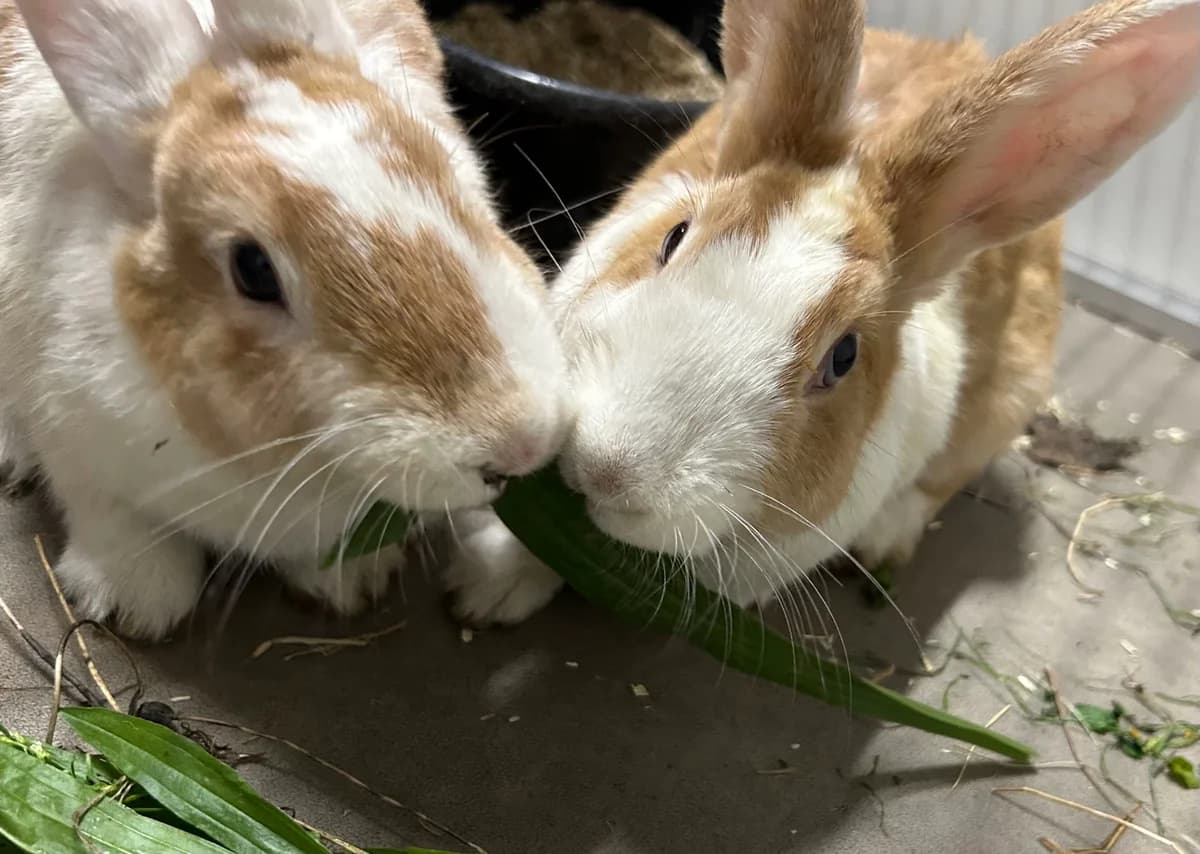 Sientje & Enzo, female Mixed Breed for adoption at Konijnenopvang Hazel, Netherlands
