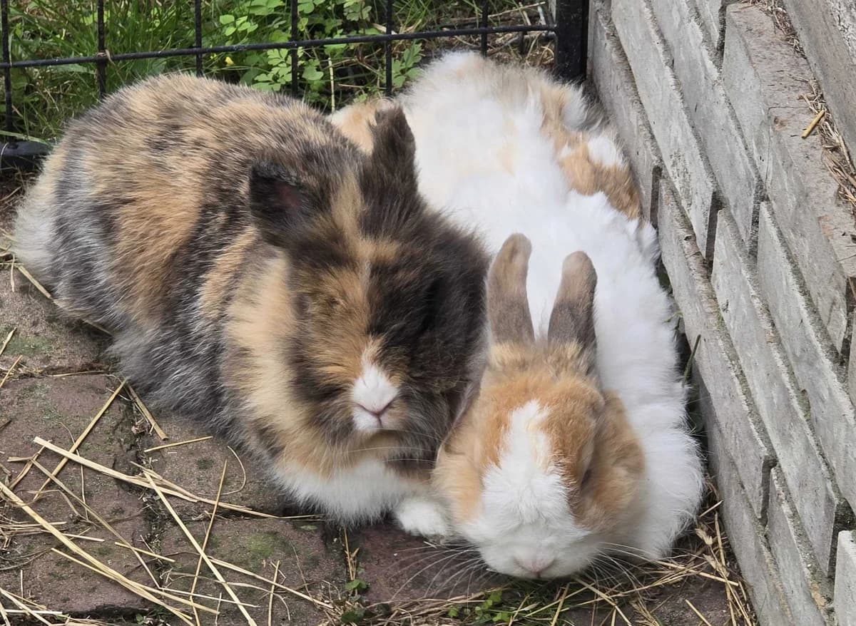 Myra & Bram, female 7yo Mixed Breed for adoption at Konijnenopvang Hazel, Netherlands