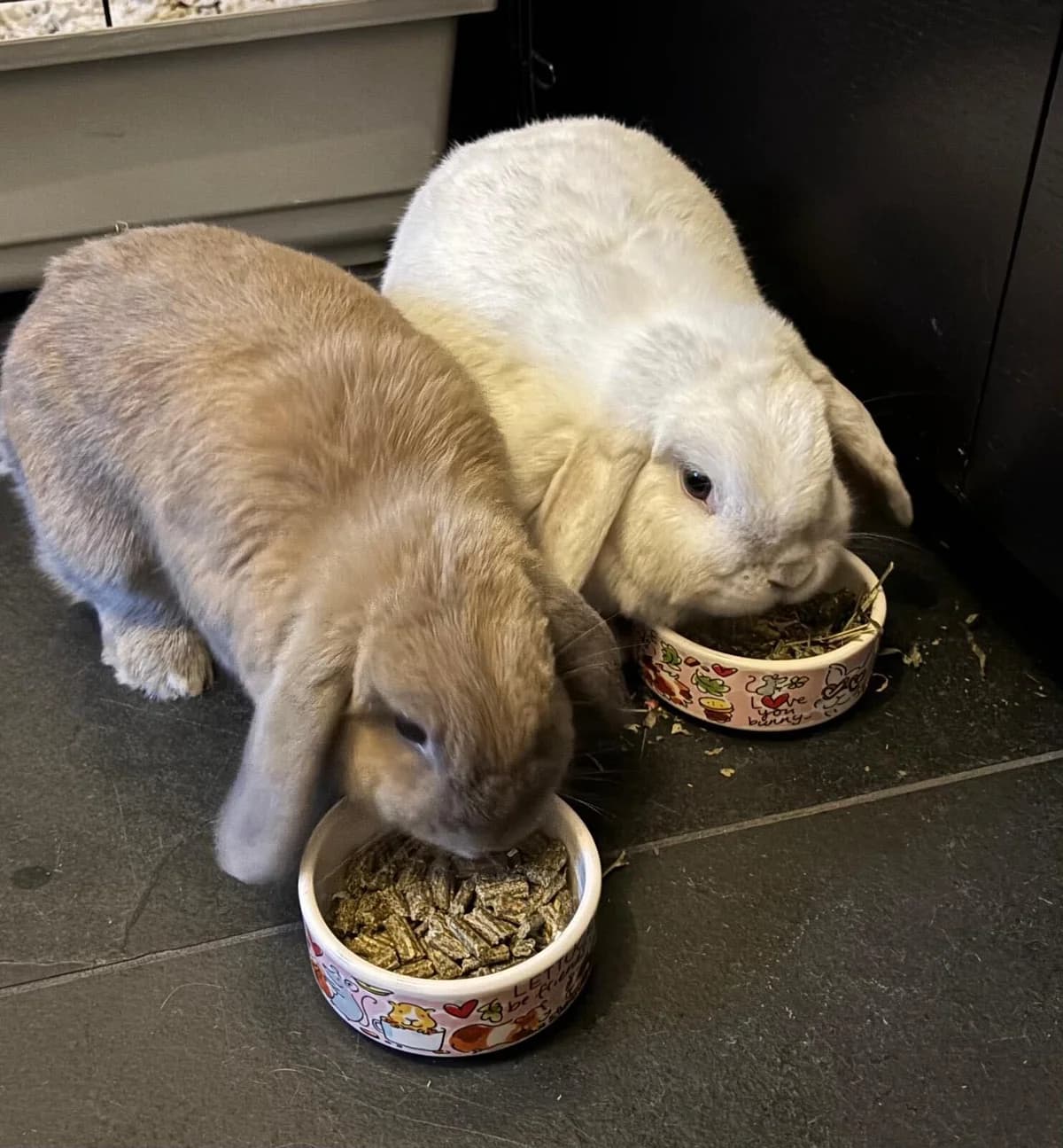 Tobie & Ellie, female 5yo Mixed Breed for adoption at Konijnenopvang Hazel, Netherlands