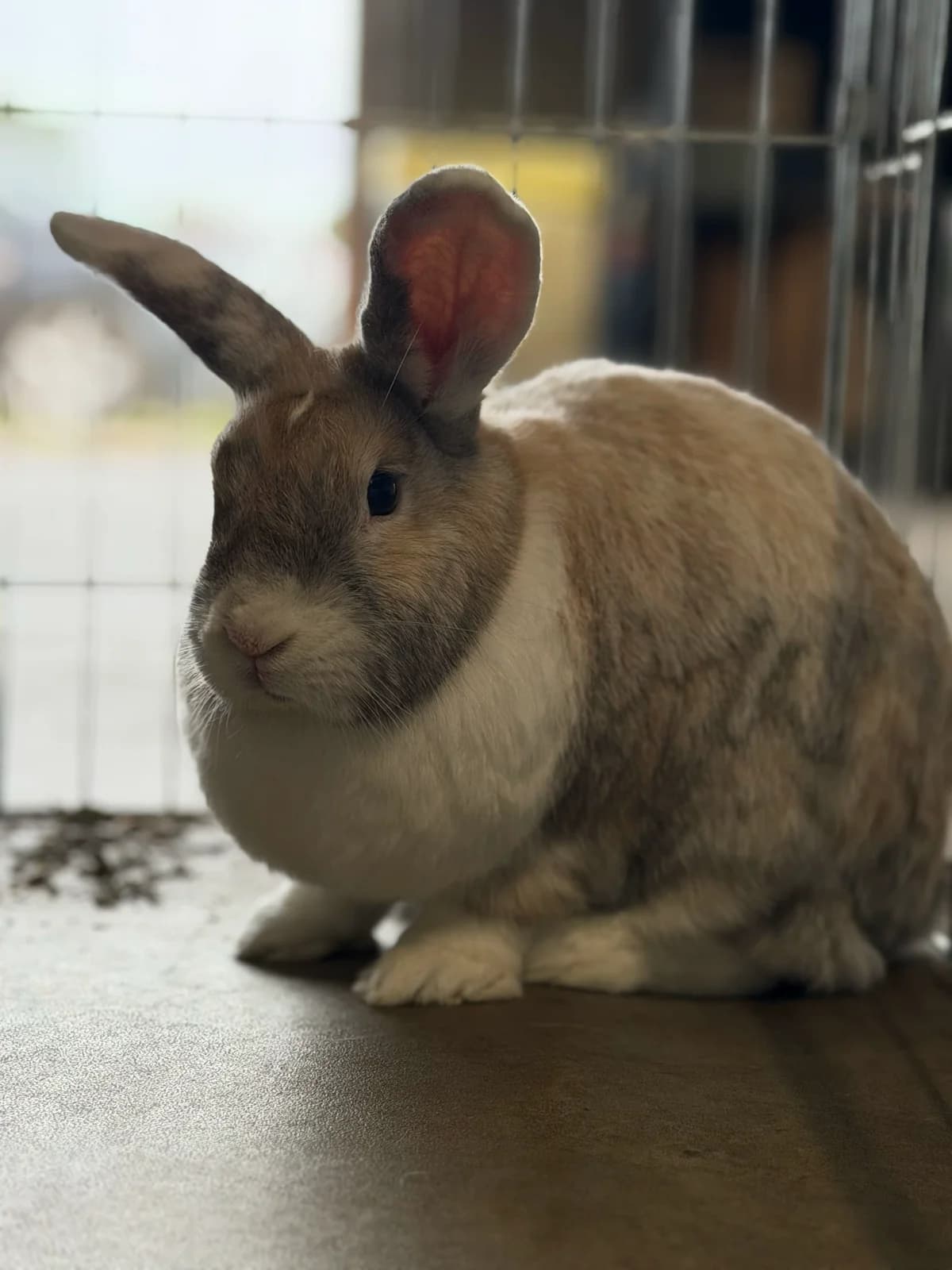 Merlijn, male 3yo Mixed Breed for adoption at Konijnenopvang Hazel, Netherlands